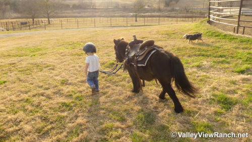 HorseID: 2309988 Cookie - PhotoID: 1094585