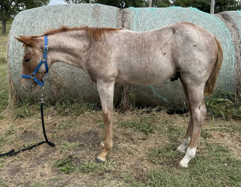HorseID: 2309989 BOONSMAL JUNIOR - PhotoID: 1095162