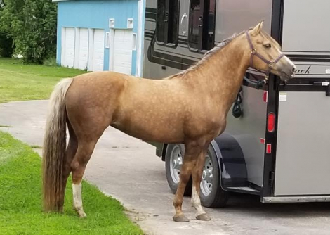 HorseID: 2309993 SSH Shera - PhotoID: 1094594