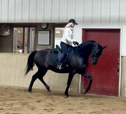 HorseID: 2309994 MAXIMILLION KA - PhotoID: 1094787