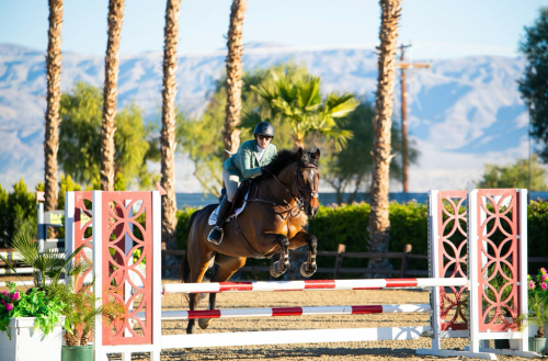 HorseID: 2310005 Tango Tom - PhotoID: 1094926