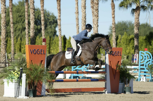 HorseID: 2310005 Tango Tom - PhotoID: 1094929