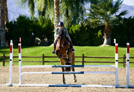 HorseID: 2310005 Tango Tom - PhotoID: 1094931