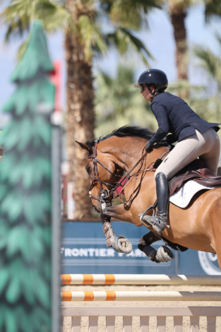 HorseID: 2310005 Tango Tom - PhotoID: 1094931