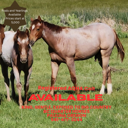 HorseID: 2310010 BC Jojos N Jack - PhotoID: 1094602