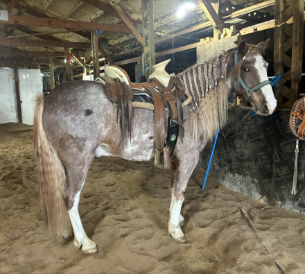 HorseID: 2310016 Apache - PhotoID: 1094611