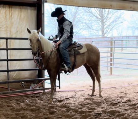 HorseID: 2310017 A touch smoother - PhotoID: 1095458