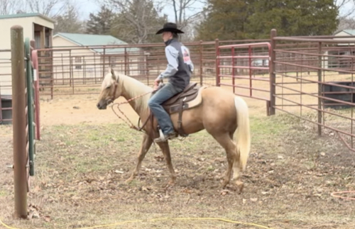 HorseID: 2310017 A touch smoother - PhotoID: 1095459