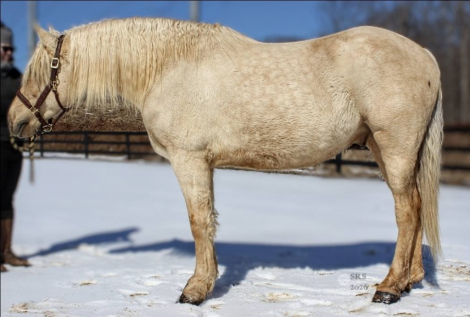 HorseID: 2310018 Mellow Yellow - PhotoID: 1095027