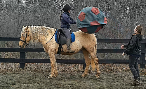 HorseID: 2310018 Mellow Yellow - PhotoID: 1095028