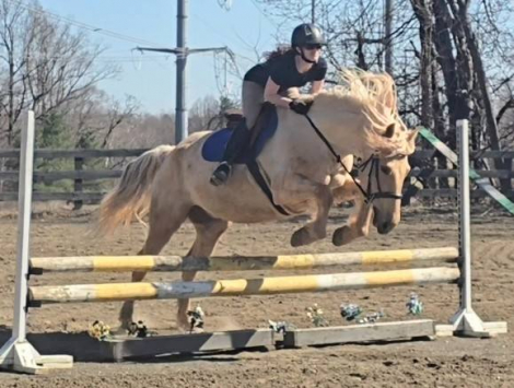 HorseID: 2310018 Mellow Yellow - PhotoID: 1095029