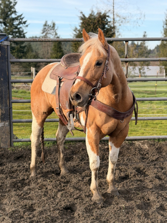 HorseID: 2310026 SH NU KINDA VIOLET - PhotoID: 1094612