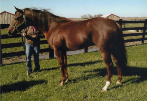 HorseID: 2310027 Mr Blazing Cash - PhotoID: 1094615