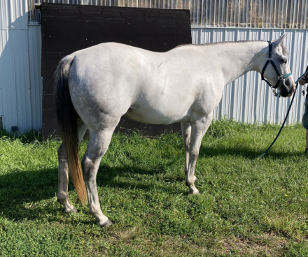 HorseID: 2310028 Cashs Blue Pearl - PhotoID: 1094616