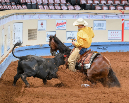 HorseID: 2310031 SPARKY CLARK - PhotoID: 1094619