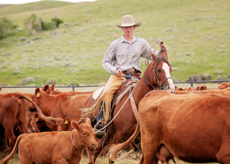 HorseID: 2310031 SPARKY CLARK - PhotoID: 1094620