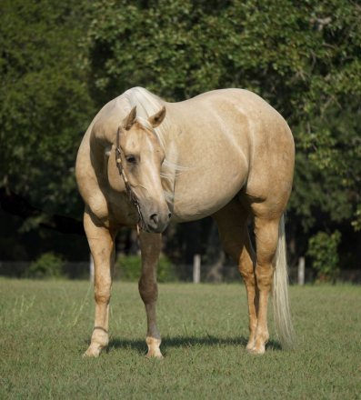 HorseID: 2310032 BLUS CLUES - PhotoID: 1094622