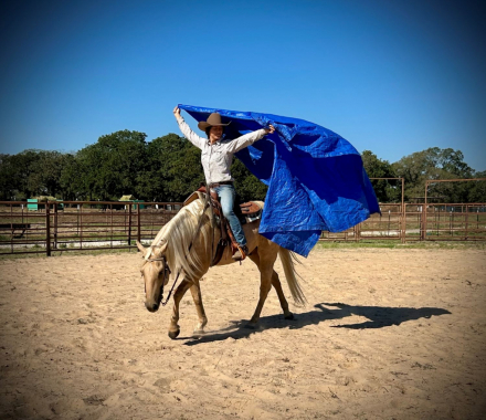 HorseID: 2310032 BLUS CLUES - PhotoID: 1094624