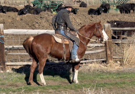 HorseID: 2310034 Jags Jae Boonsmals - PhotoID: 1094639