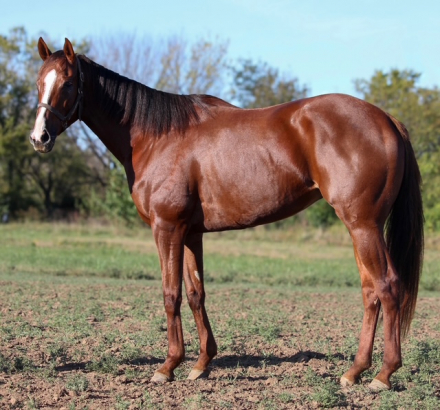 HorseID: 2310035 My Val E Girl - PhotoID: 1094626