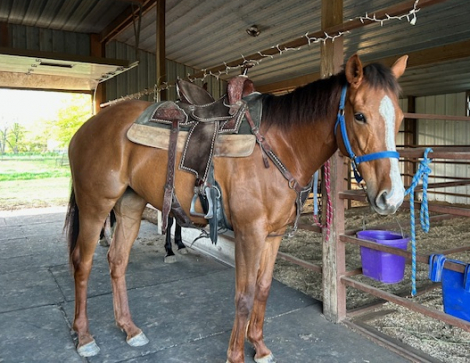 HorseID: 2310035 My Val E Girl - PhotoID: 1094627