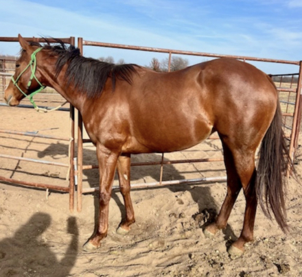 HorseID: 2310035 My Val E Girl - PhotoID: 1094629