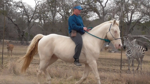 HorseID: 2310037 Titan's Conquest - PhotoID: 1094634