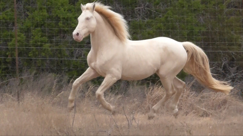 HorseID: 2310037 Titan's Conquest - PhotoID: 1094635