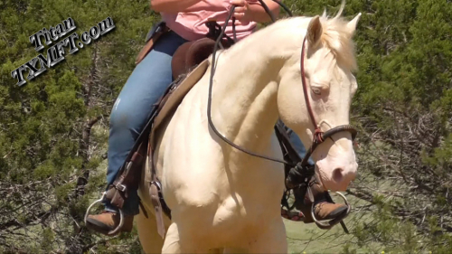 HorseID: 2310037 Titan's Conquest - PhotoID: 1094637