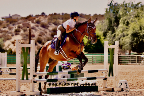 HorseID: 2310038 Ozzys Dreamer - PhotoID: 1094638