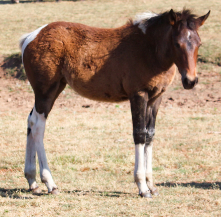 HorseID: 2310039 WT Mystic Charm - PhotoID: 1094640