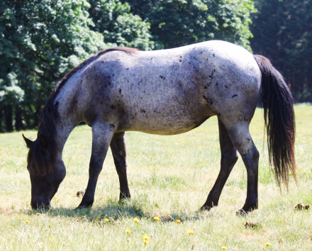 HorseID: 2310040 WT Mystic Melody - PhotoID: 1094644