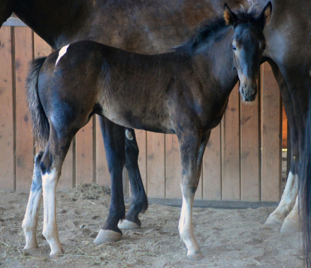 HorseID: 2310041 WT Freya's Magic Dust - PhotoID: 1094645