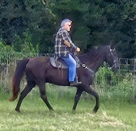 HorseID: 2310043 Dexter - PhotoID: 1094670