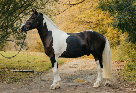 HorseID: 2310047 Zeus - PhotoID: 1095584