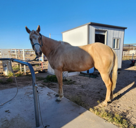 HorseID: 2310051 Gemma Jo Kid - PhotoID: 1095021