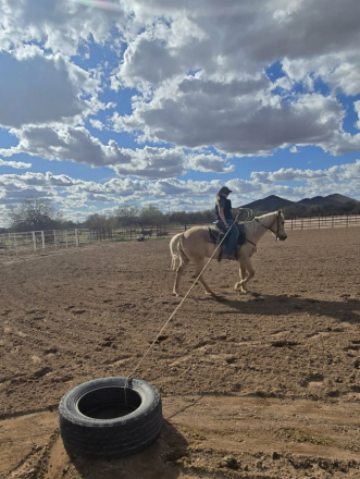 HorseID: 2310051 Gemma Jo Kid - PhotoID: 1095023