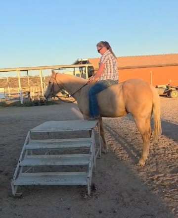 HorseID: 2310051 Gemma Jo Kid - PhotoID: 1095024