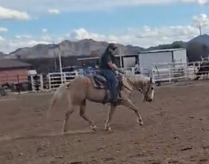 HorseID: 2310051 Gemma Jo Kid - PhotoID: 1095025