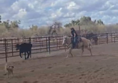 HorseID: 2310051 Gemma Jo Kid - PhotoID: 1095026