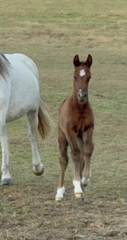 HorseID: 2310056 Trooper - PhotoID: 1094650