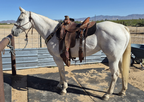 HorseID: 2310062 Platinum - PhotoID: 1094652