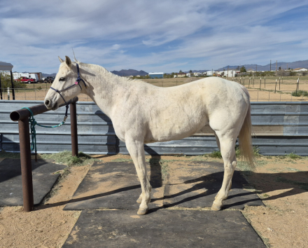 HorseID: 2310062 Platinum - PhotoID: 1094654