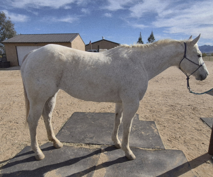 HorseID: 2310062 Platinum - PhotoID: 1094655