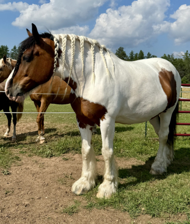 HorseID: 2310065 King - PhotoID: 1094651