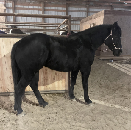 HorseID: 2310066 JR EVANS - PhotoID: 1094657