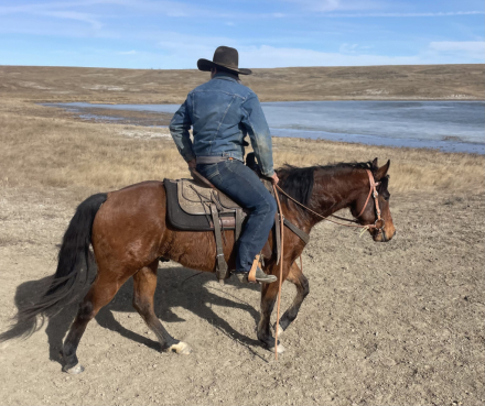 HorseID: 2310067 Milo Evans - PhotoID: 1094658