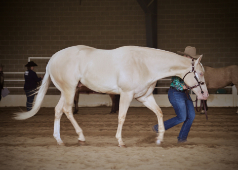 HorseID: 2310070 Rum On The Roxx - PhotoID: 1094662