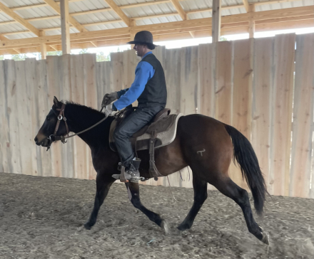 HorseID: 2310072 MURPHY EVANS - PhotoID: 1094664