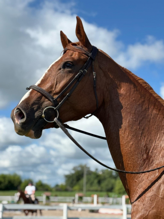 HorseID: 2310073 Chocolate Desire W - PhotoID: 1094665